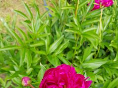 A kecskeméti piacok pünkösdi nyitva tartása