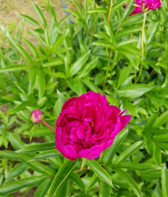 A kecskeméti piacok pünkösdi nyitva tartása