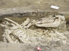 Avar kori fülkesírokat találtak Szegeden