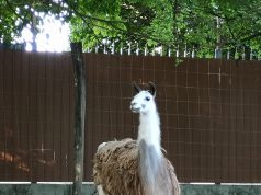 Megszületett a második lámacsikó a vadaskertben