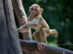 HOSSZÚ HÉTVÉGE ÉS ÜNNEPI NYITVA TARTÁS A KECSKEMÉTI VADASKERTBEN!