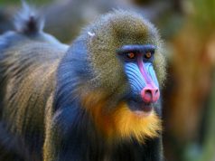 Közeleg az állatkertek éjszakája