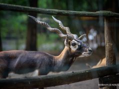ÓVODÁSOK HETE a Kecskeméti Vadaskertben