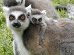 Általános Iskolások Hete a Kecskeméti Vadaskertben.