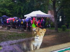 KRESZ-SZAFARI KECSKEMÉTEN