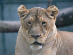 ÁLLATOK VILÁGNAPJA