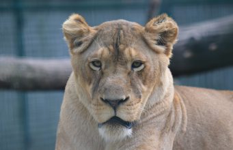 ÁLLATOK VILÁGNAPJA