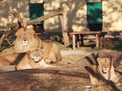 Országos Zoo-pedagógiai Konferencia – Kecskemét