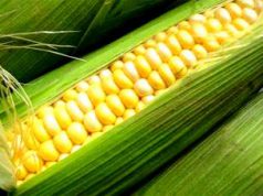 Nyilvános az országos kukoricakísérlet eredménye