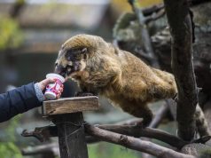 Állatok Farsangja a Kecskeméti Vadaskertben