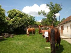Kakasszóra ébredni, tyúkólban aludni – legalább pár napig