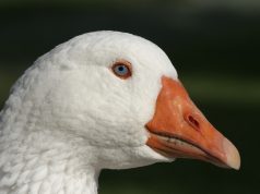 Ítélet a libatolvaj ügyében