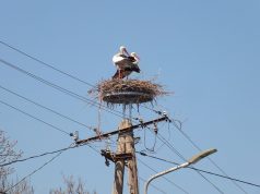 Biztonságossá teszik a gólyafészkeket, mielőtt visszatérnek a lakók