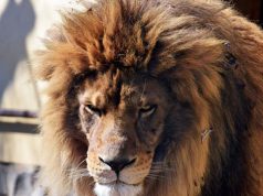 Ünnepi hétvége a Kecskeméti Vadaskertben