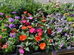 Szeretné meglepni édesanyját, vagy gyermeke édesanyját egy gyönyörű és maradandó virággal?