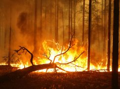 Baleset-tűz Eloltották az erdőtüzet Budaörsön