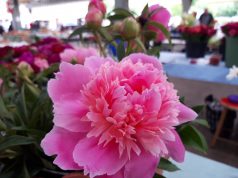 Pünkösdi nyitva tartás a piacokon!