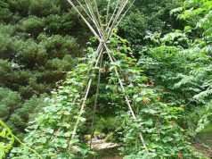 LÉGY KERTÉSZ! – ÁRNYÉKOLÓ LUGAS EGYSZERŰEN