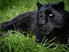 A Kecskeméti Vadaskert örömmel mutatja be a közelmúltban született kisállatait, a jól beilleszkedett fiatal fekete párducokat, és az új játszótér-komplexumot