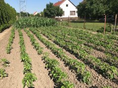 Idén is versenybe szállhatnak a kecskemétiek a legszebb konyhakert címért