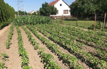 Idén is versenybe szállhatnak a kecskemétiek a legszebb konyhakert címért