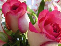 Társadalom-család-lapszemle