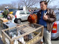 Újra nyit a zsibpiac!