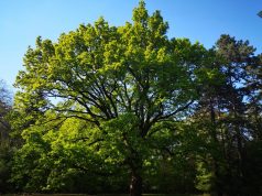Aktív kikapcsolódás Magyarország legnagyobb Arborétumában