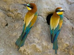 GYURGYALAGOK ÉS PARTIFECSKÉK KÖLTENEK A FÉLEGYHÁZI HOMOKRÉZSŰKÖN