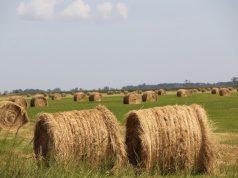 DÍJMENTESSÉ VÁLT AZ ŐSTERMELŐI IGAZOLVÁNY PÓTLÁSA