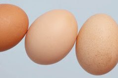 Koronavírus után: az Auchan, a CBA, a Reál és a Tesco is csatlakozott a Tojásszövetséghez a fenntartható magyar tojástermelésért