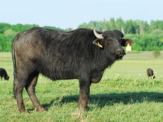 A legtöbb magyar őshonos állat „világszám”