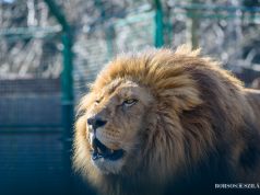 Ma Állatkertek Éjszakája a Kecskeméti Vadaskertben