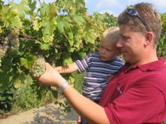 A bor minősége a pohárban dől el