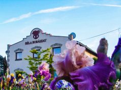 „Egy korty napfény” – Ízlelje meg a Béla Borászat borait!