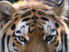 Óvodások Hete a Kecskeméti Vadaskertben 2020. szeptember 14-18. és szeptember 21-25.