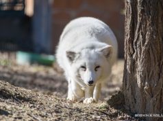 Nyugdíjasok Hete a Kecskeméti Vadaskertben
