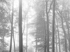 Taylor Swift: folklore