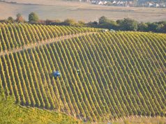 Szüreti körkép: Megvan a kiváló évjárat lehetősége