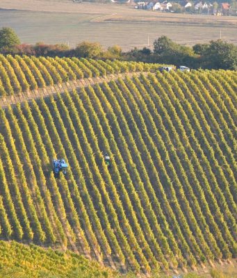 Szüreti körkép: Megvan a kiváló évjárat lehetősége