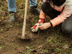 A Corvinus diákjai faültetéssel tesznek a levegőtisztaságáért