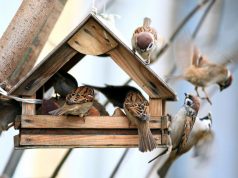 Madáretetők készültek az Érzékelések kertjébe