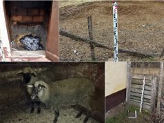 VÁLOGATÁS NÉLKÜL LOPOTT