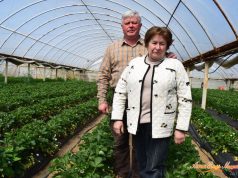 Kiváló minőségű szamócák a Szőrös és Kisjuhász Kertészet kínálatában