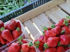 Farkasné Szabó Márti szeretettel vár minden kedves vásárlót Felsőszéktón, a Csalánosi úton (Auchan és Hetényi körforgó közötti úton, friss idei zöldségekkel, gyümölcsökkel, megszokott, kiváló minőségben, illetve gyönyörű egynyári növényekkel.