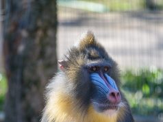 MANDRILL KÖLYÖK SZÜLETETT!