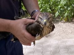 EGERÉSZÖLYVET MENTETTEK A HATÁRRENDÉSZEK