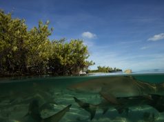 Sajtóközlemény – Cápafesztivál NatGeó