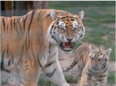 Állatok Karácsonya a Kecskeméti Vadaskertben 2021. december 11., szombat