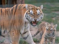 Állatok Karácsonya a Kecskeméti Vadaskertben 2021. december 11., szombat